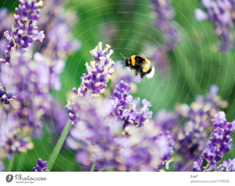 Sum die dicke Hummel Farbfoto Außenaufnahme Detailaufnahme Makroaufnahme Pflanze Blume Lavendel Biene Insekt 1 Tier fliegen gelb grün violett fleißig