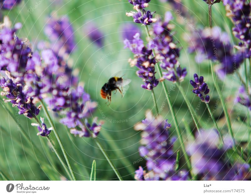 Ausflug Pflanze Lavendel Biene Hummel Insekt wildbiene 1 Tier fliegen grün violett Leichtigkeit hummelflug Heilpflanzen Orientierung Bewegung Farbfoto