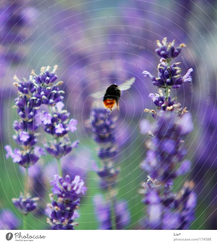 Ssssssssssuuummmmm Farbfoto Detailaufnahme Makroaufnahme Pflanze Lavendel Lavendelfeld Biene Hummel Wildbiene Insekt fliegen grün violett Luftverkehr Duft