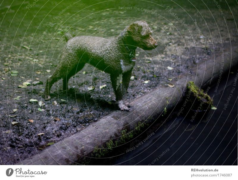 Fritzi Umwelt Natur Wald Teich Quelle Tier Haustier Hund 1 Wasser beobachten Blick warten nass Jagdhund Farbfoto Außenaufnahme Textfreiraum unten Tag Schatten