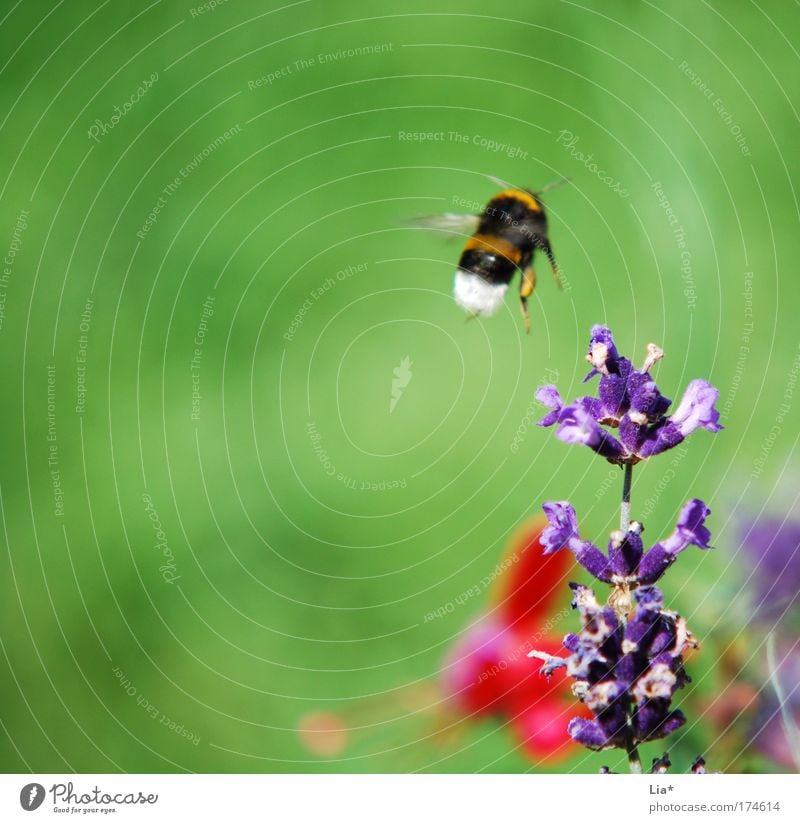 Nächster Halt: Lavendel Pflanze Biene Hummel Insekt fliegen Heilpflanzen Frühling Farbfoto Detailaufnahme Makroaufnahme Textfreiraum links Textfreiraum oben 1