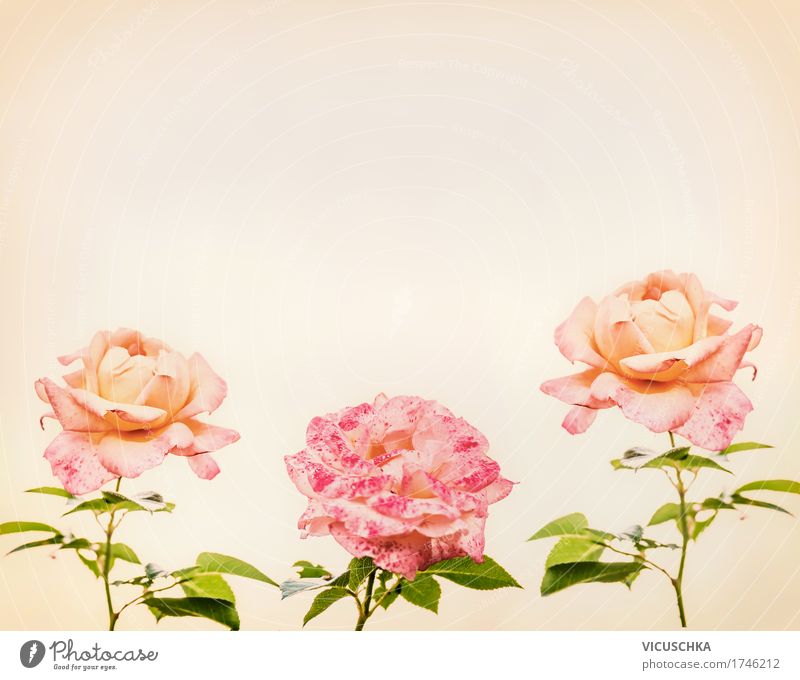 Rosa Rosen, romantische Grußkarte Stil Design Feste & Feiern Natur Pflanze Blume Blatt Blüte Park Blumenstrauß weich rosa Frieden Rosenblätter Rosenblüte