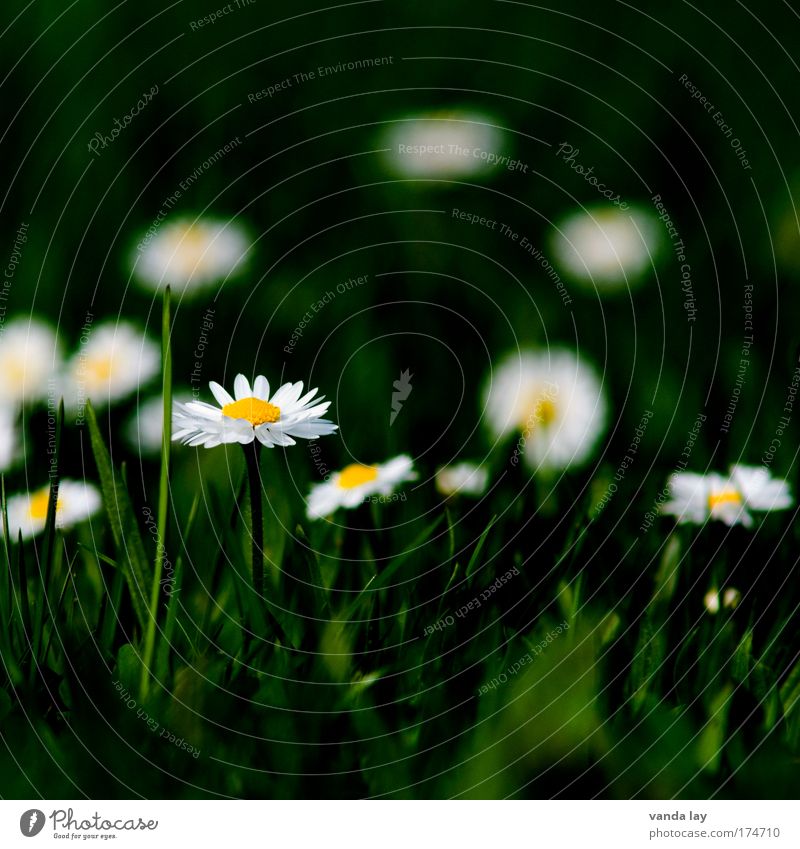 Daisy Farbfoto mehrfarbig Außenaufnahme Menschenleer Textfreiraum oben Unschärfe Schwache Tiefenschärfe Umwelt Natur Pflanze Blume Wildpflanze unschuldig Wiese