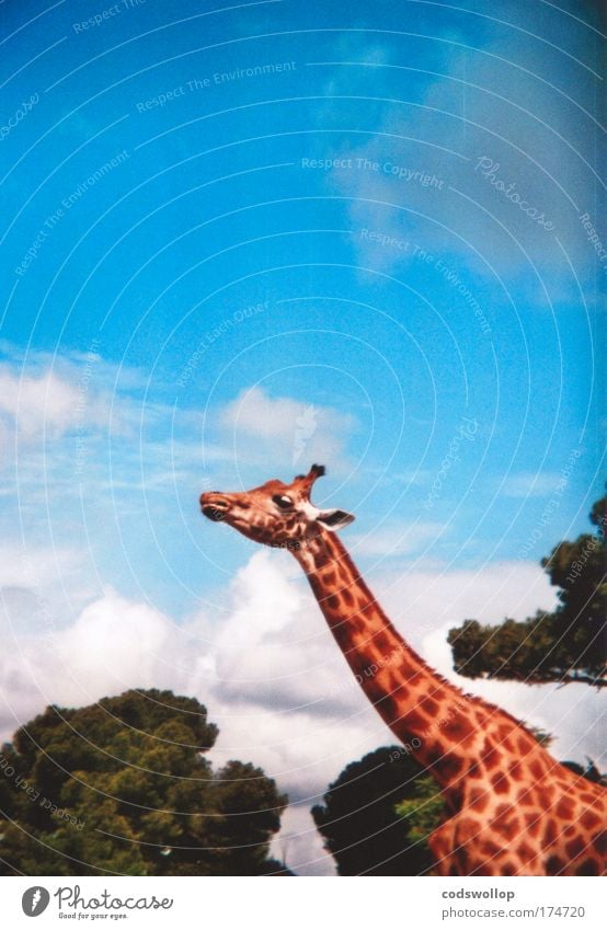 luftraumaufklärungsradargerät Farbfoto Außenaufnahme Holga Textfreiraum oben Sonnenlicht Profil Blick nach vorn Natur Tier Wildtier Giraffe 1 beobachten groß