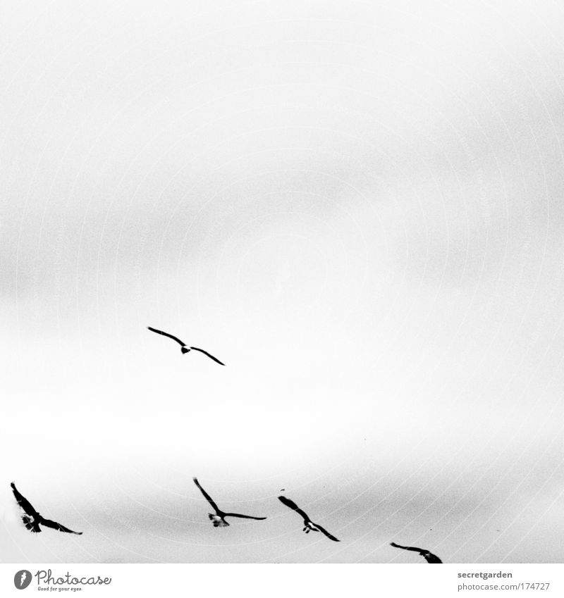 [KI09.1] vögeln. Schwarzweißfoto Außenaufnahme Luftaufnahme Menschenleer Textfreiraum oben Textfreiraum Mitte Hintergrund neutral Tag Dämmerung