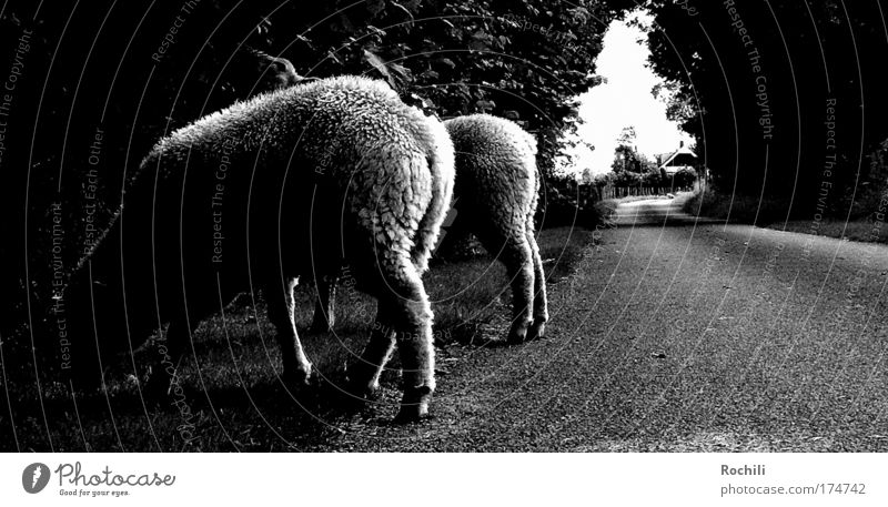 Streetphotography (auf Abwegen) Schwarzweißfoto Außenaufnahme Detailaufnahme abstrakt Menschenleer Tag Schatten Kontrast Silhouette Froschperspektive