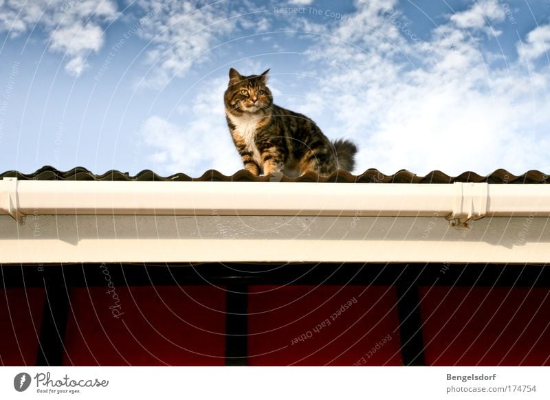Katze auf dem heißen Blechdach Luft Himmel Wolken Wellblechhütte Dach Dachrinne Tier Haustier Tiergesicht Fell 1 beobachten Blick Farbfoto Gedeckte Farben
