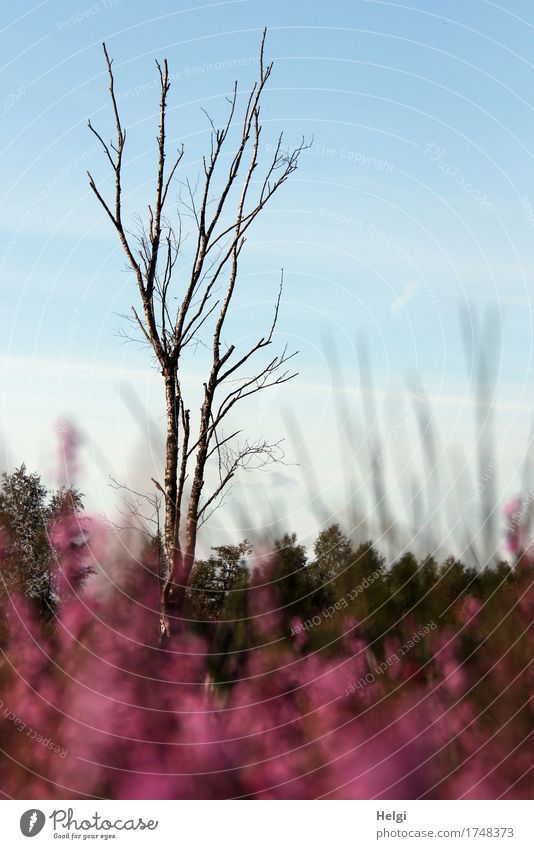 im Moor... Umwelt Natur Landschaft Pflanze Himmel Sommer Schönes Wetter Baum Blume Blüte Wildpflanze Heidekrautgewächse Birke Sumpf Blühend dehydrieren Wachstum