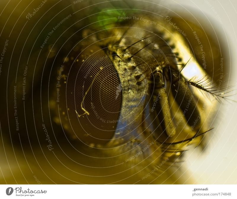 Auf Augenhöhe Tier Tiergesicht Absturz Nachtleben Fliege liegen hässlich Farbfoto Innenaufnahme Nahaufnahme Makroaufnahme Menschenleer Schatten