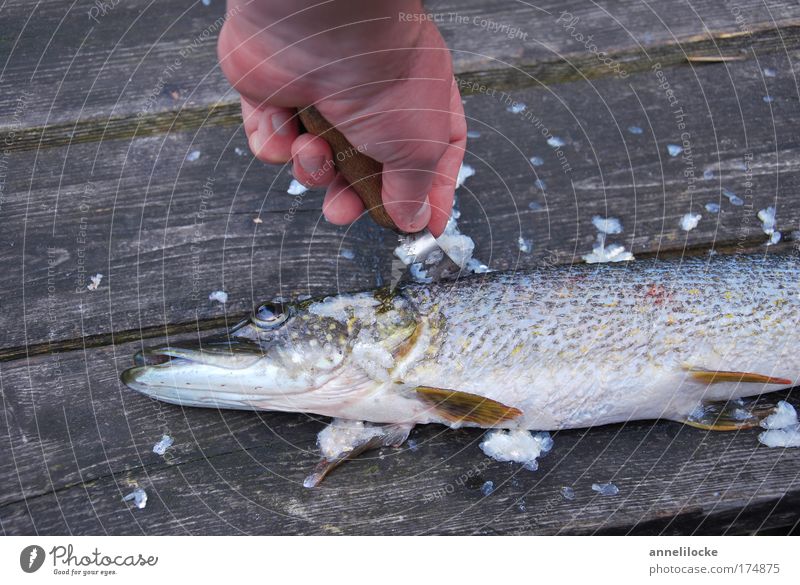 nach dem Fang ist vor dem Essen Farbfoto Außenaufnahme Textfreiraum oben Fisch Ernährung Bioprodukte Ferien & Urlaub & Reisen Hand Finger 1 Mensch Natur Sommer