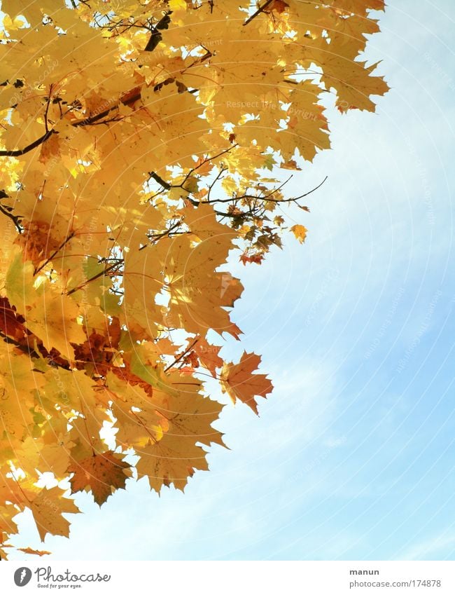 Herbstlicht Farbfoto Außenaufnahme Strukturen & Formen Textfreiraum rechts Hintergrund neutral Tag Schatten Sonnenlicht Sonnenstrahlen Gegenlicht