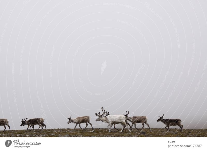 Rentiere im Nebel Umwelt Natur Landschaft Pflanze Tier Fjäll Wildtier Tiergruppe Herde laufen wandern braun grau Finnland Norwegen Lappland Samen Nordkap Horn
