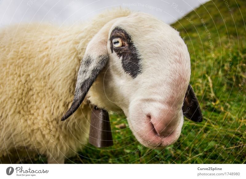 Määäh ihr Schafe ... Natur Tier Nutztier 1 Blick stehen Alm Südtirol weiß schwarz gefleckt Glocke lustig Schnauze Wiese Gras Berge u. Gebirge Porträt Wolle Fell