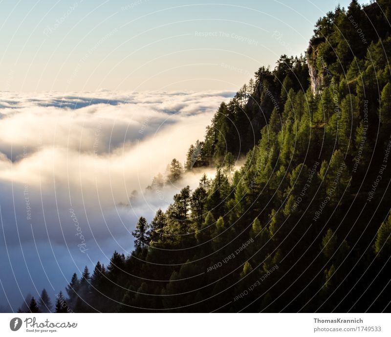 Bergwald über den Wolken Ferien & Urlaub & Reisen Natur Landschaft Pflanze Luft Himmel Horizont Sommer Schönes Wetter Baum Wald Felsen Alpen Berge u. Gebirge