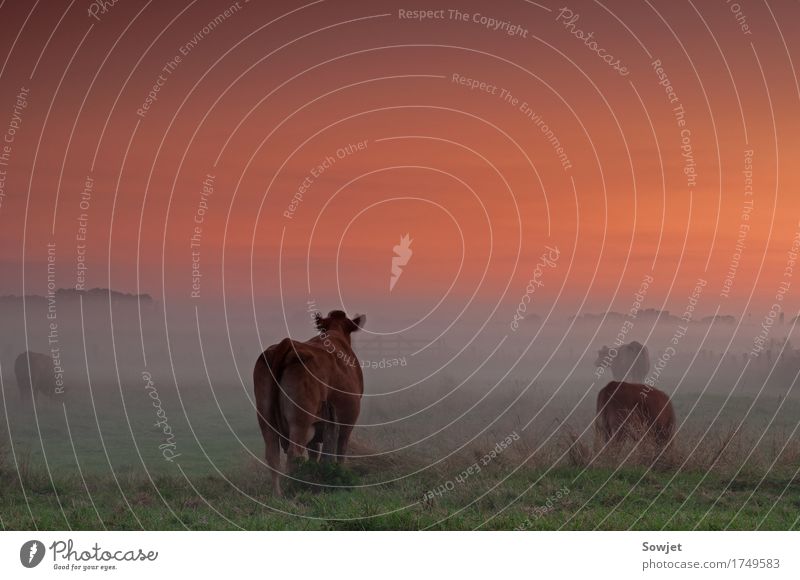 Auf der Weide Natur Landschaft Sonnenaufgang Sonnenuntergang Sommer Nebel Feld Tier Nutztier Kuh Tiergruppe ästhetisch ruhig Inspiration Stimmung Farbfoto