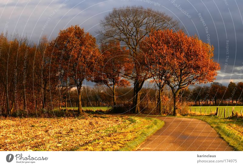 Herbststraße Umwelt Natur Landschaft Himmel Gewitterwolken Sonnenlicht Wetter schlechtes Wetter Baum Gras Feld " Land, Weide, Feld," Straße Wege & Pfade Beton