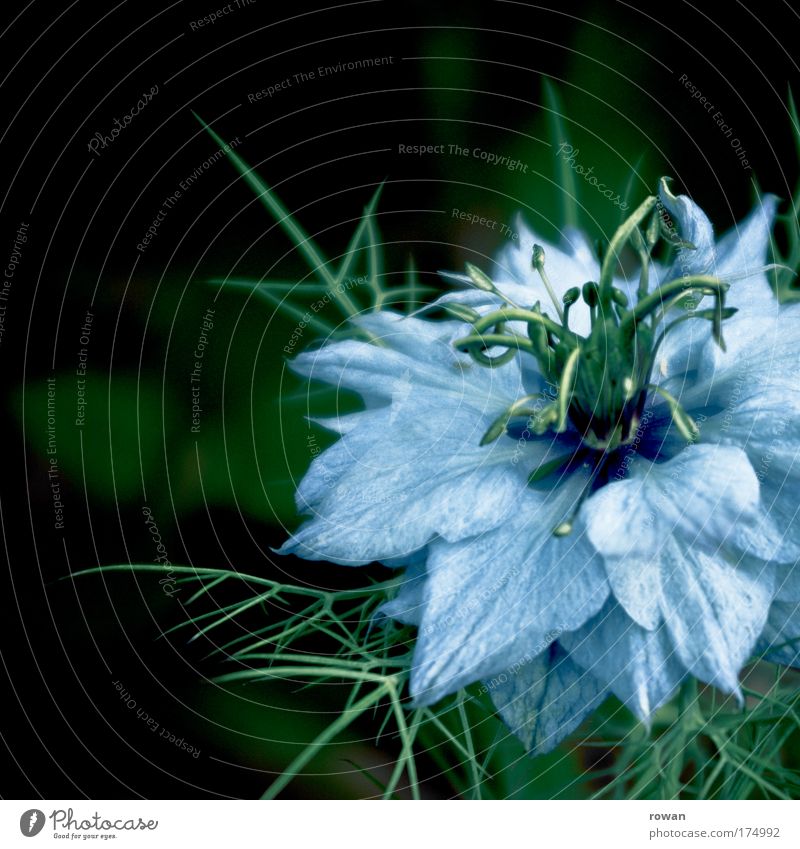 blau Farbfoto Außenaufnahme Tag Umwelt Natur Pflanze Blume Blüte Wildpflanze exotisch außergewöhnlich schön Spitze stachelig Romantik zart Blühend dunkel grün