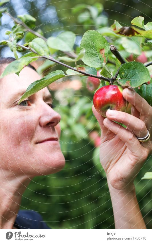 Rotbäckchen Apfel Ernährung Bioprodukte Lifestyle Gesunde Ernährung Gartenarbeit Ernte Apfelernte Frau Erwachsene Leben Gesicht Hand 1 Mensch 30-45 Jahre Natur