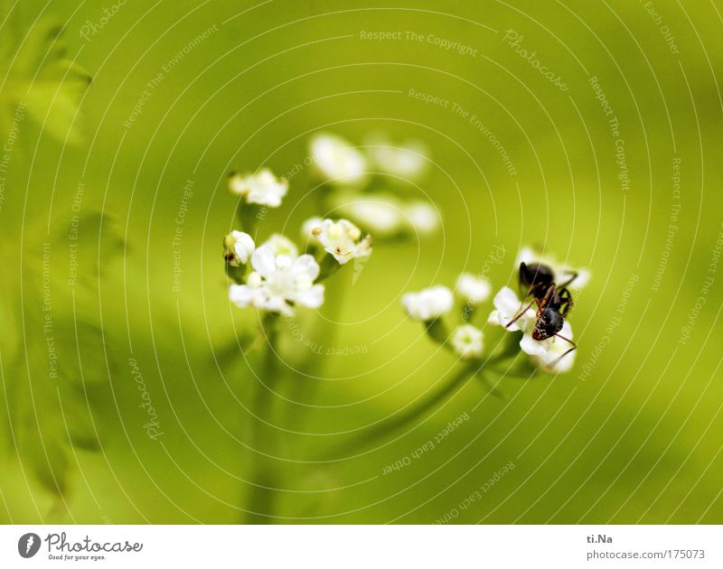 Pollenfresser Außenaufnahme Makroaufnahme Menschenleer Textfreiraum oben Schwache Tiefenschärfe Umwelt Natur Pflanze Tier Blüte Wildpflanze Kerbel Wildtier