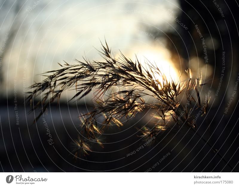 Im Gegenlicht Farbfoto Außenaufnahme Abend Kontrast Sonnenlicht Sonnenstrahlen Schwache Tiefenschärfe Natur Gras Sträucher Wärme braun gelb Tag