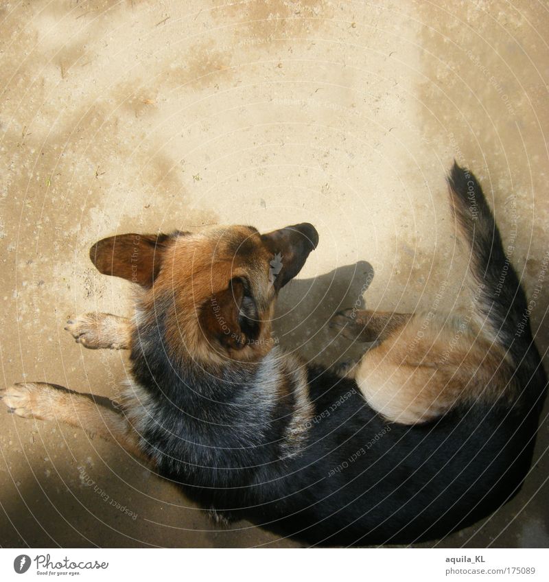 Schäferhündchen sucht Schäferstündchen Farbfoto Menschenleer Textfreiraum oben Schatten Vogelperspektive Tierporträt Haustier Hund 1 liegen Blick Schwanz Ohr