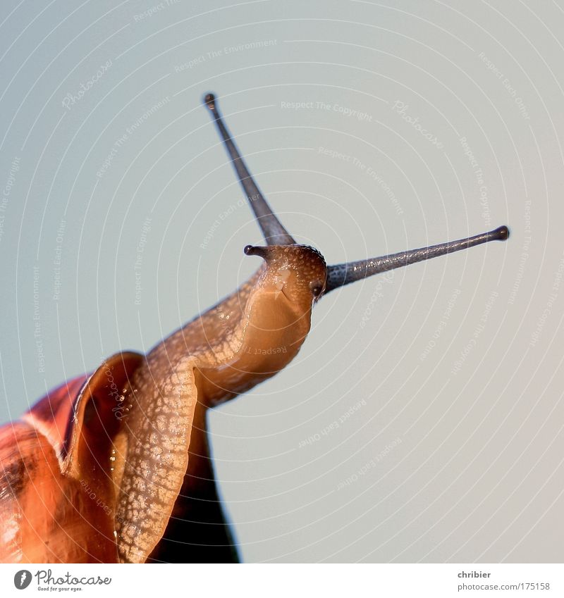 HÄ ? (100%) Nahaufnahme Makroaufnahme Tierporträt Oberkörper Blick in die Kamera Natur Sommer Pflanze Schnecke Fühler berühren Fressen warten glänzend schleimig