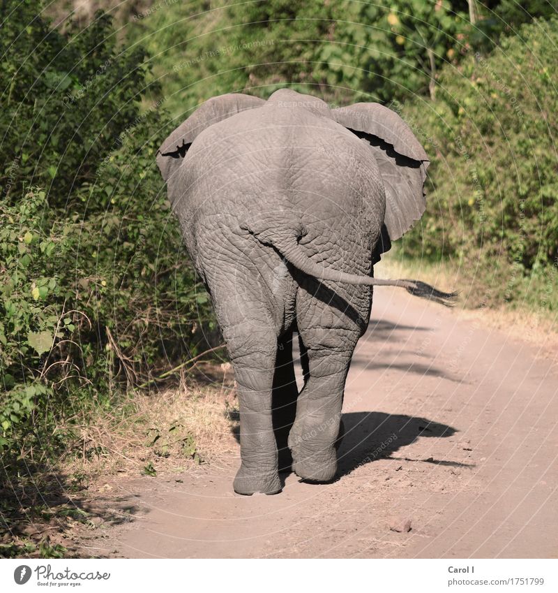 Happ, zwei, drei, vier... Ferien & Urlaub & Reisen Safari Sommerurlaub Gesäß Natur Wald Urwald Afrika Tansania Straße Tier Wildtier Fährte Elefant 1 Bewegung