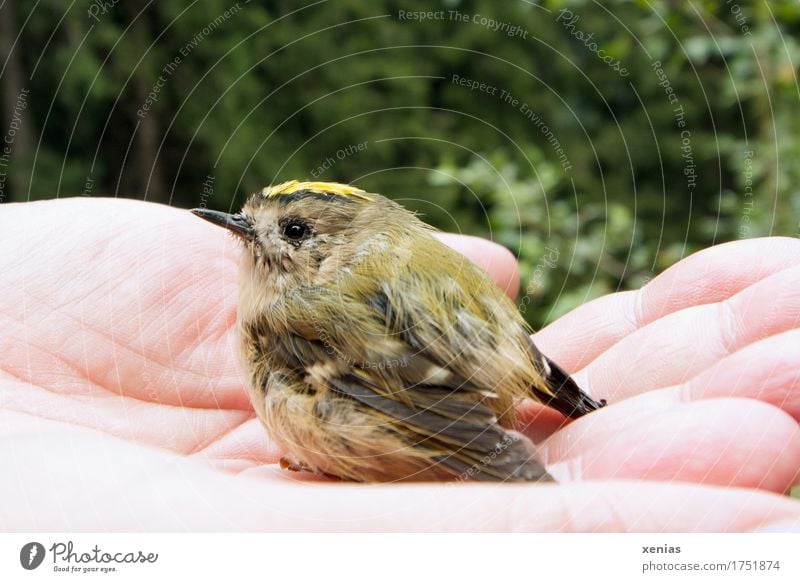 Wintergoldhähnchen in einer Hand Vogel Finger Wald Flügel Regulus regulus 1 Tier klein gelb grün schwarz Vertrauen Scheitelsteif Goldhähnchen Knopfauge