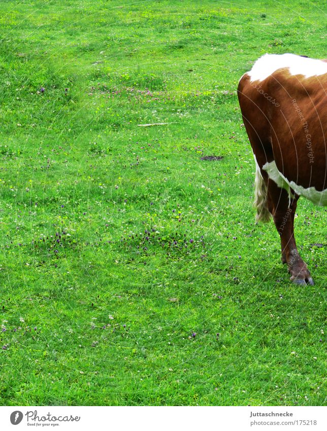 Steak, englisch Kuh Bulle Rind Alm Weide Bauernhof Nutztier weiden Gras Wiederkäuer Fressen biologisch Natur Glück Kalb Hälfte Hinterteil gefleckt Vieh grün