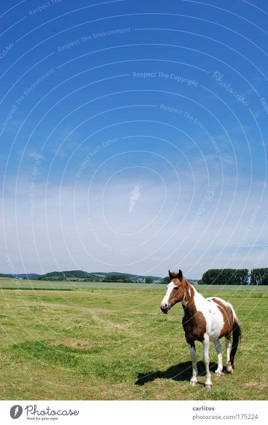 Lucky Luke ist grad' für kleine Cowboys Weitwinkel Tierporträt Freizeit & Hobby Reiten Ausflug Wolkenloser Himmel Sommer Wiese Nutztier Pferd beobachten