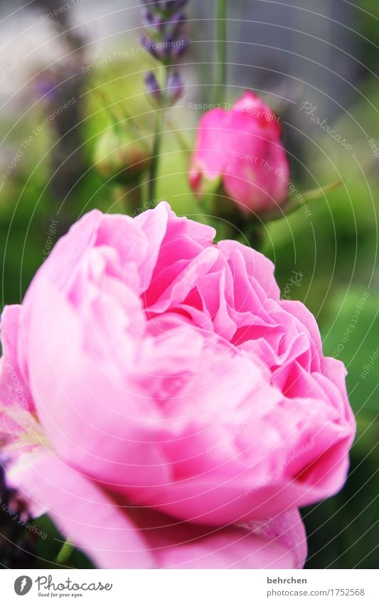 meister meister... Natur Pflanze Sommer Schönes Wetter Blatt Blüte Grünpflanze Rose Garten Park Wiese Blühend Duft schön rosa sommerlich Blütenknospen