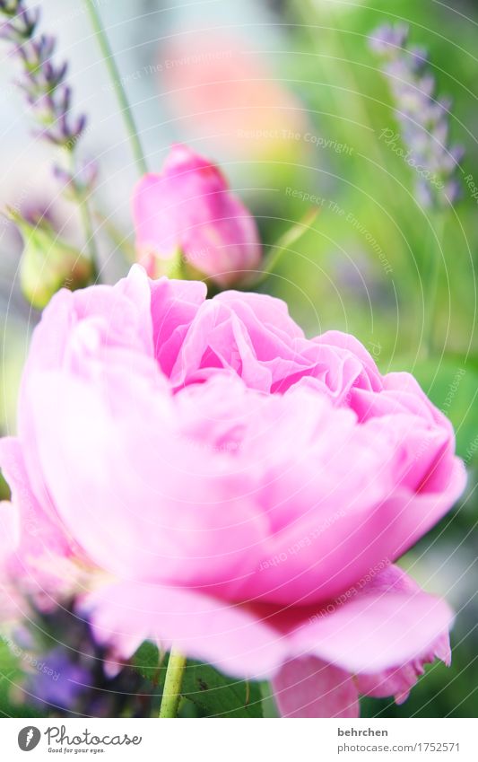 dufte Natur Pflanze Sommer Schönes Wetter Blume Rose Blatt Blüte Lavendel Garten Park Wiese Blühend Duft verblüht Wachstum schön rosa Blütenblatt Liebe Farbfoto