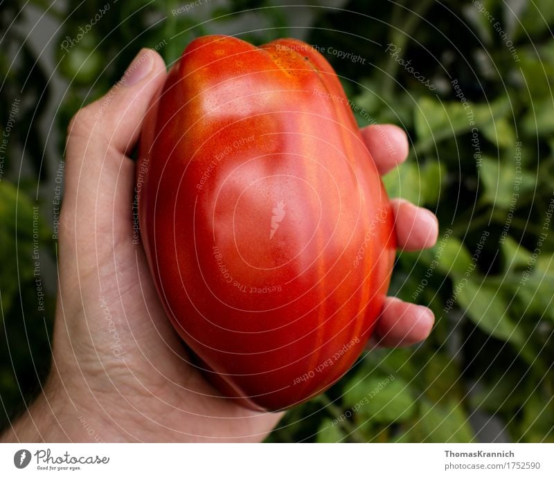 Andenhorn Tomate Lebensmittel Gemüse Ernährung Bioprodukte Hand Natur Nutzpflanze ästhetisch saftig rot Zufriedenheit Andenhörnchen Andine Cornue