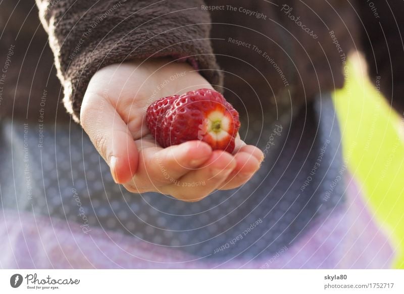 Muntermacher Erdbeeren Hand Kinderhand Ernte Frucht anbieten Erntedankfest teilen geben Ernährung Lebensmittel vegetarische Ernährung Bioprodukte frisch lecker