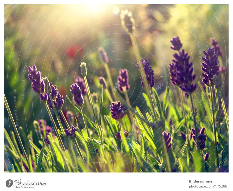 L A V E N D E L Farbfoto Außenaufnahme Makroaufnahme Textfreiraum oben Abend Licht Gegenlicht Zentralperspektive Natur Pflanze Sonnenlicht Sommer Blume Lavendel