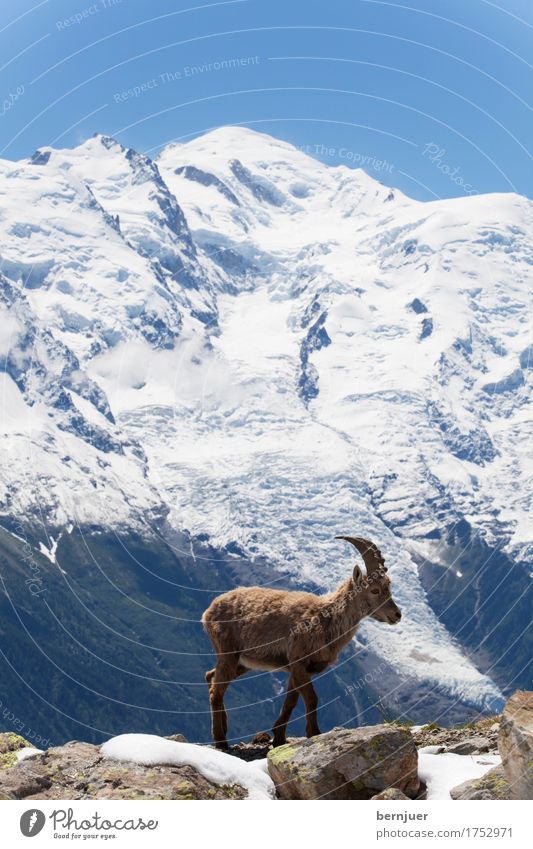 Steinbock in den französischen Alpen Sommer Schnee Berge u. Gebirge Natur Landschaft Tier Frühling Wiese Felsen Gletscher kalt blau Weiden alpin Chamonix Europa