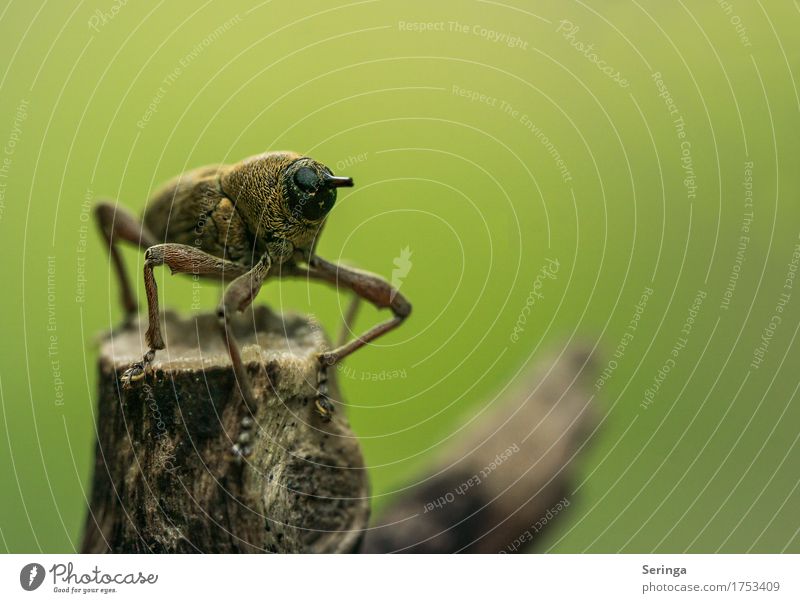 Ein Star-Rüsselkäfer (Eichelbohrer) mit abgebrochenen Rüssel Umwelt Natur Landschaft Pflanze Tier Baum Blatt Blüte Wald Wildtier Käfer Tiergesicht Flügel
