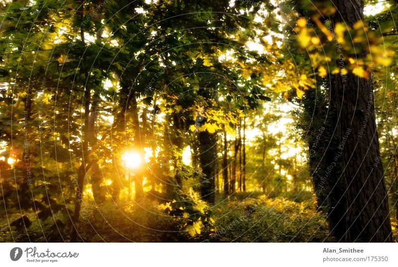 letzten herbst Farbfoto mehrfarbig Außenaufnahme Menschenleer Abend Dämmerung Sonnenlicht Sonnenstrahlen Sonnenaufgang Sonnenuntergang Gegenlicht