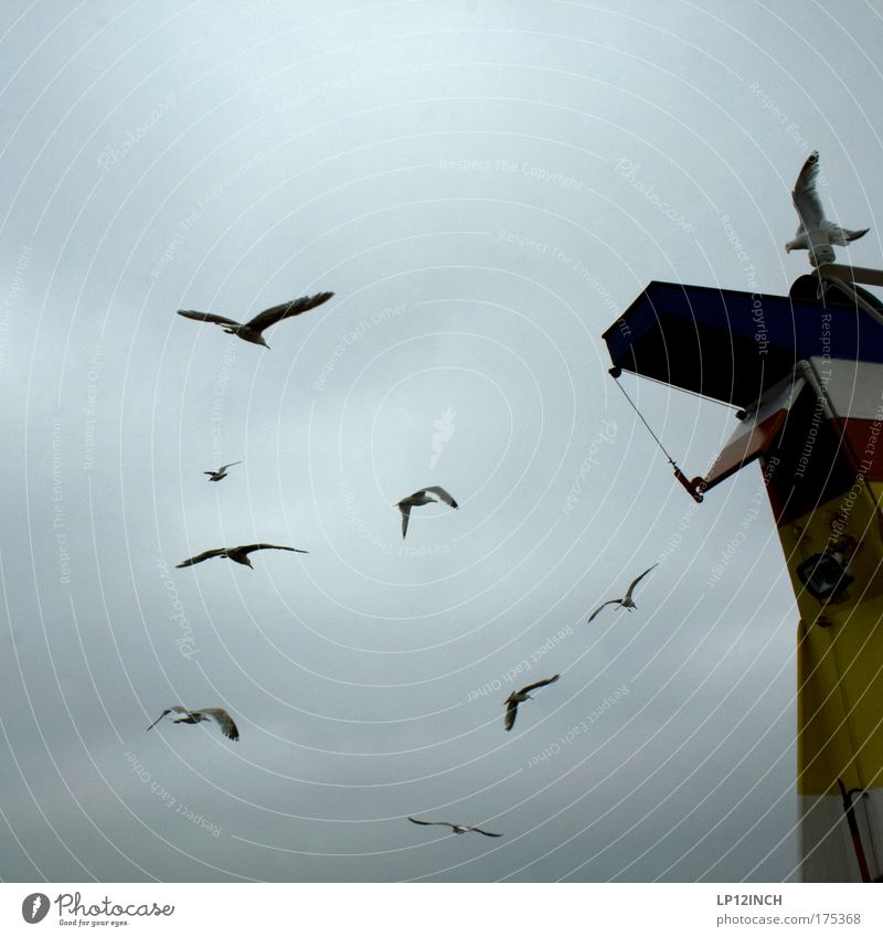 [KI09.1] neUN Umwelt Natur Gewitterwolken Sommer Unwetter Ostsee Meer Schifffahrt Binnenschifffahrt Dampfschiff Vogel Tiergruppe beobachten fliegen grau