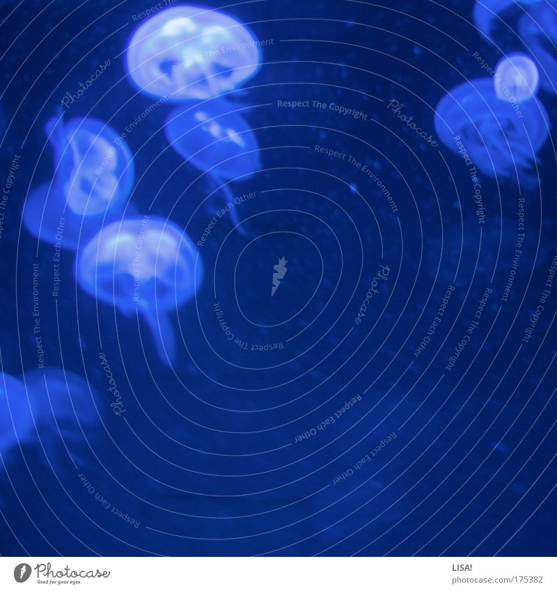 jellyfish III Tier Wildtier Qualle Zoo Aquarium Tiergruppe Tierjunges ästhetisch außergewöhnlich elegant exotisch nass natürlich blau schwarz strömen fließen