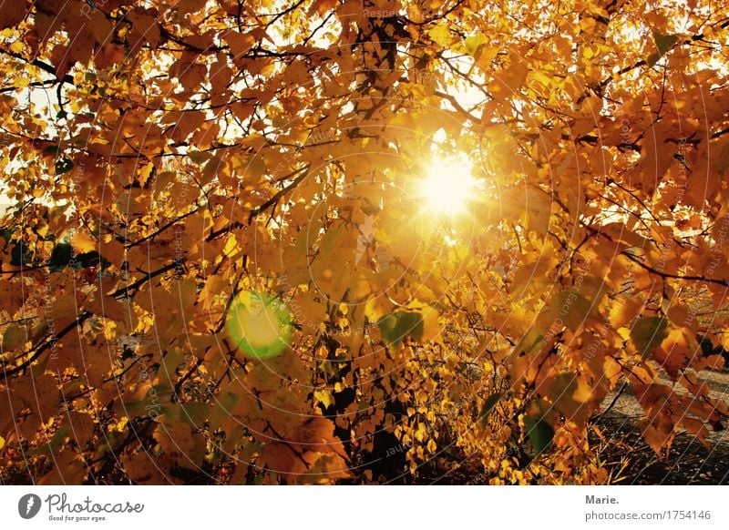 Herbsttraum Freude Ferien & Urlaub & Reisen Ausflug Abenteuer Ferne Freiheit Camping wandern Natur Landschaft Sonne Sonnenaufgang Sonnenuntergang Sonnenlicht