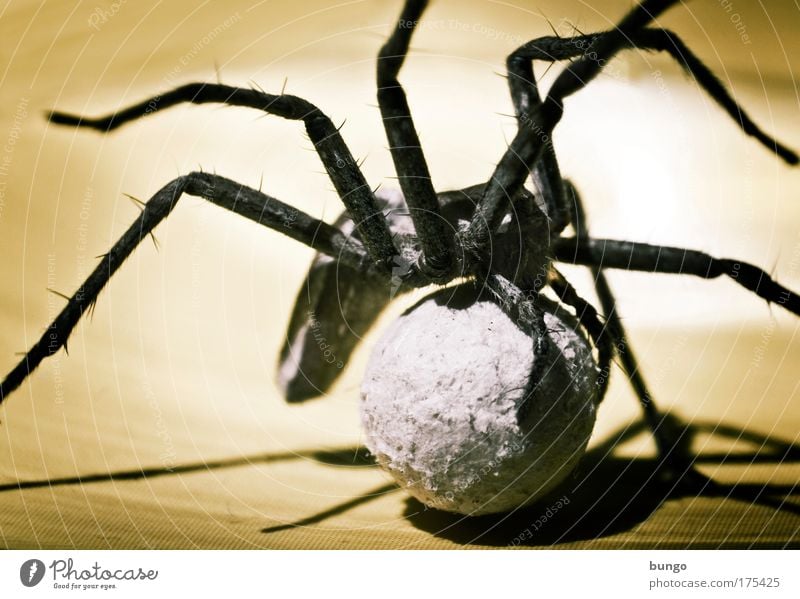 lycosidae Farbfoto Makroaufnahme Kunstlicht Schatten Kontrast Silhouette Tierporträt Spinne 1 Tierfamilie Natur Umweltschutz Wachstum Spinnenbeine Beine