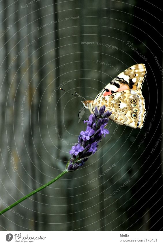 Schmetterlingsfotos sind die neuen Blumenfotos Farbfoto mehrfarbig Außenaufnahme Menschenleer Textfreiraum links Textfreiraum oben Textfreiraum unten Tag