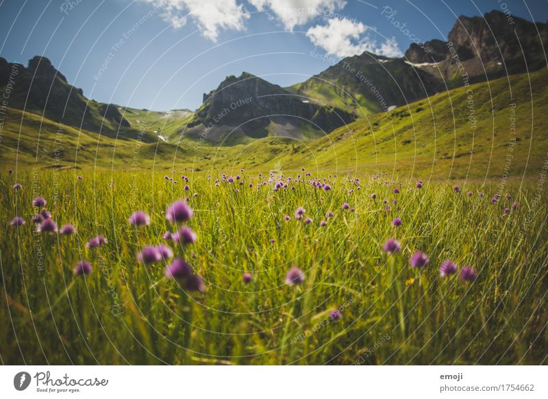 Alpenwiese Umwelt Natur Landschaft Sommer Schönes Wetter Blume Wiese Berge u. Gebirge natürlich grün violett Blumenwiese Tourismus Erholung Erholungsgebiet