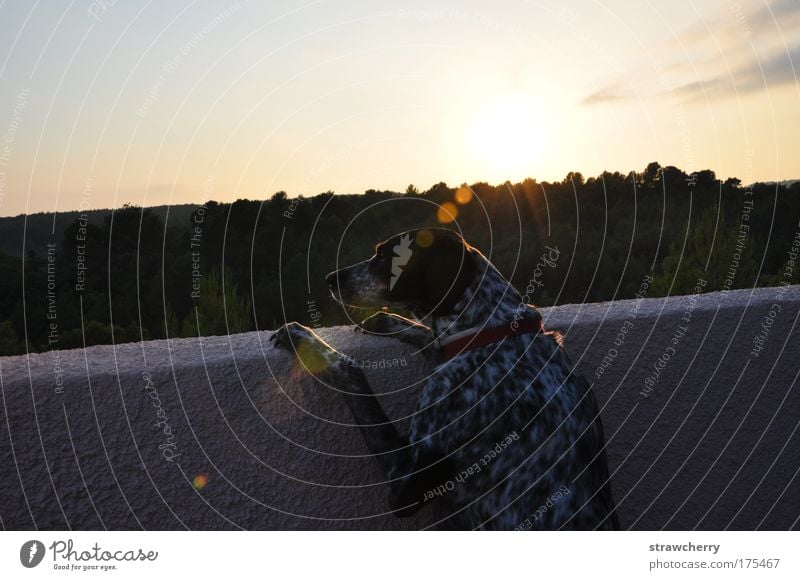 Nostalgia Farbfoto Außenaufnahme Menschenleer Textfreiraum oben Abend Dämmerung Sonnenaufgang Sonnenuntergang Zentralperspektive Tierporträt Halbprofil Wegsehen