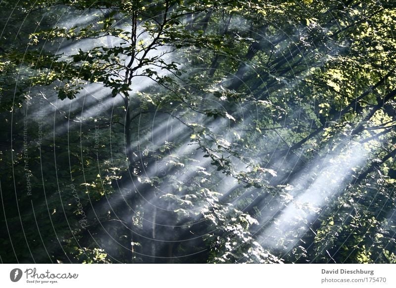 Kraft des Lichtes Farbfoto Außenaufnahme Strukturen & Formen Morgen Morgendämmerung Tag Schatten Kontrast Sonnenlicht Sonnenstrahlen Natur Landschaft Pflanze