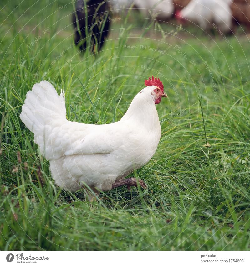 die unschuld vom lande Wiese Tier Haustier 1 rennen Bewegung gehen genießen Fröhlichkeit frisch Gesundheit Neugier grün weiß Haushuhn Ei Ostern picken