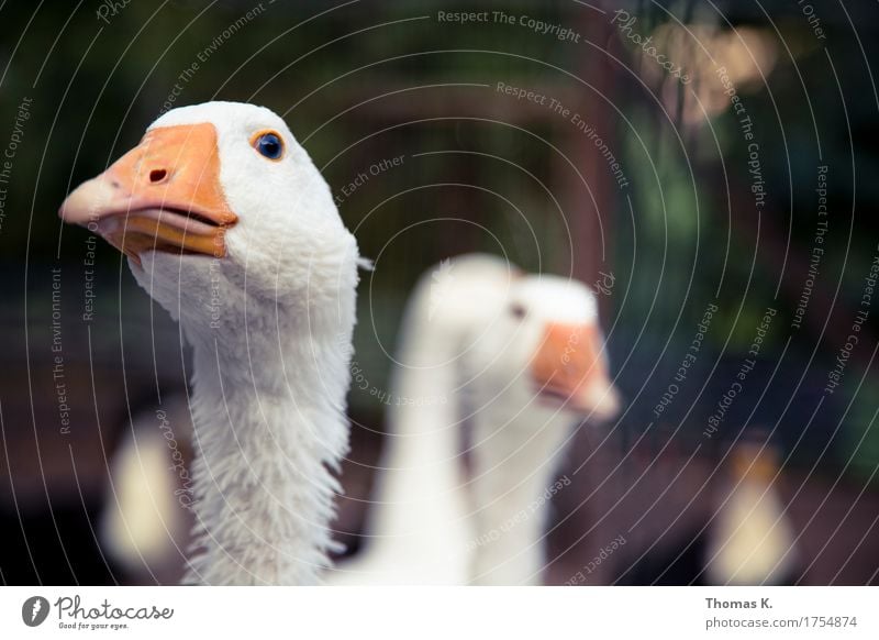 Martini Gans Tier Ein Lizenzfreies Stock Foto Von Photocase