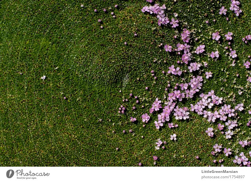 Blumenbeet [3] Natur Pflanze Erde Moos Blüte Wildpflanze Garten Park ästhetisch schön nass weich Boden Bodendecker Feuchtgebiete fest Farbfoto mehrfarbig