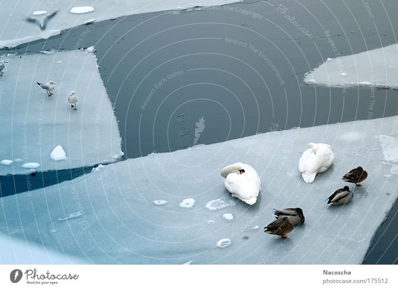 Icevögel Farbfoto Außenaufnahme Menschenleer Tag Umwelt Natur Tier Wasser Winter Eis Frost Fluss Wildtier Vogel Schwan Flügel Tiergruppe fliegen schlafen kalt